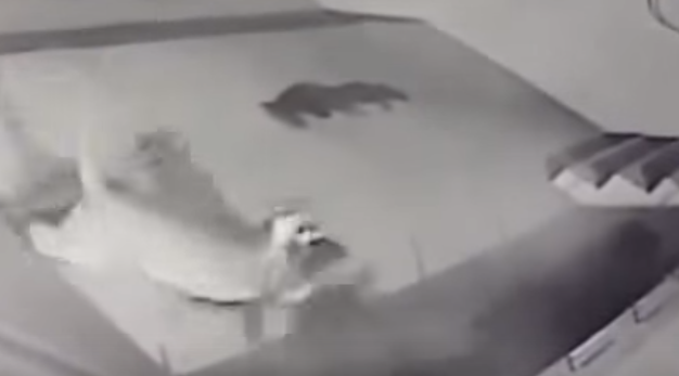 «Σκυλοκαβγάς» σε αυλή σπιτιού: Κούγκαρ βγάζει νοκ άουτ ντόπερμαν (Video) - Media