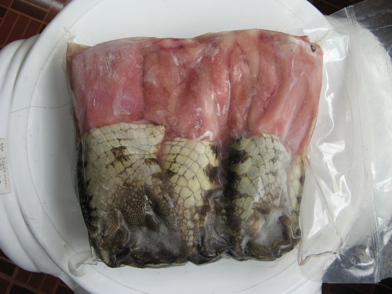Κατασχέθηκαν 19 κιλά κρέατος κροκόδειλου και πύθωνα στο Ρέντη - Media