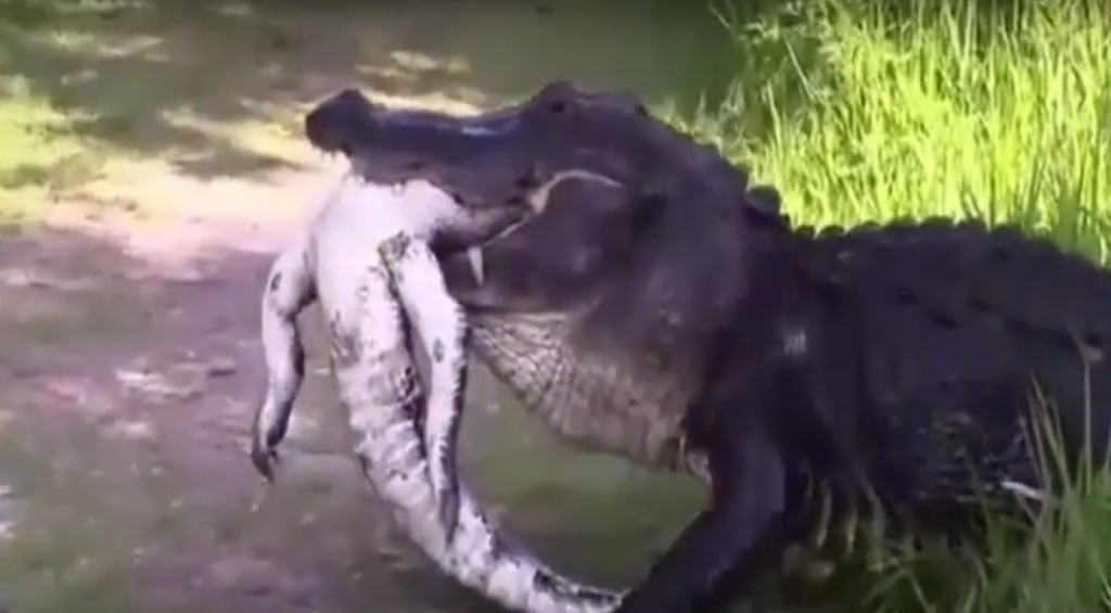 Σπάνιο video: Κανίβαλος αλιγάτορας ξεσκίζει και καταπίνει το θύμα του  - Media