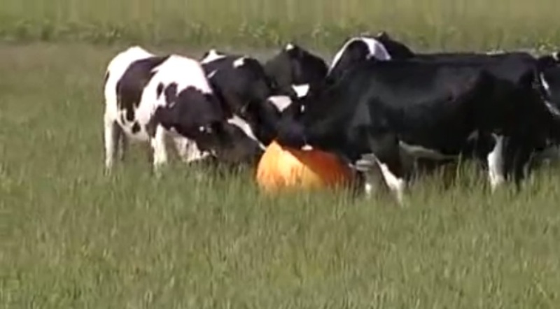 Ποτέ μην παίρνετε τη μπάλα από αγελάδες που παίζουν «ποδόσφαιρο» (Video) - Media