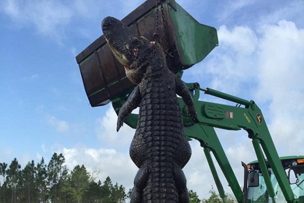 Κυνηγοί έπιασαν αλιγάτορα 360 κιλών - Τον σήκωσαν με μπουλντόζα (Photos-Video) - Media