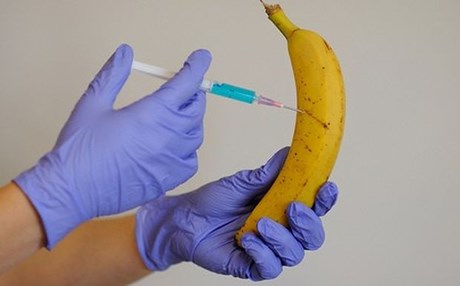 Απίστευτο! Ερευνητές έφτιαξαν μπανάνες που… δεν σαπίζουν - Media