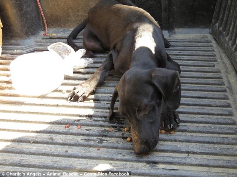 Θεσσαλονίκη: Ο σκύλος που κακοποιήθηκε επέστρεψε στα... λημέρια του στα Λαδάδικα (Photos) - Media