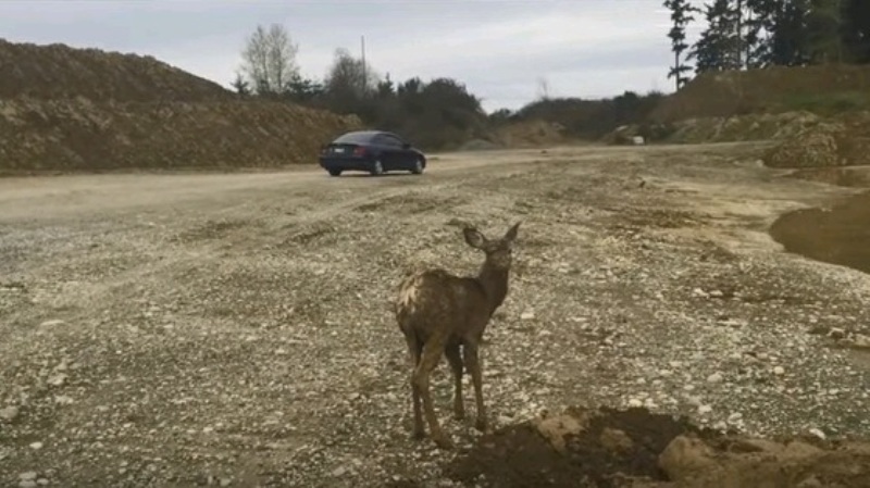 Δείτε πώς διέσωσαν ελάφι που είχε παγιδευτεί κάτω από λάσπη (Video) - Media
