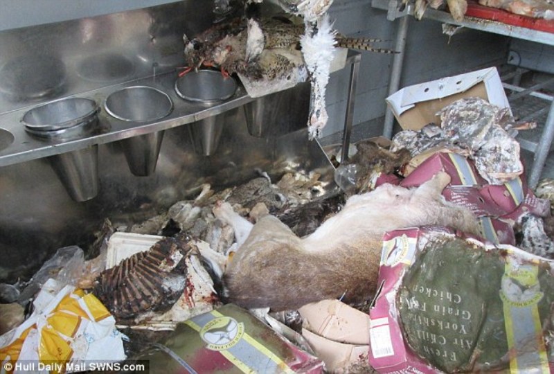 Σφαγείο υγειονομική «βόμβα» - Ζώα σε αποσύνθεση, μούχλα και σκουλήκια δίπλα στο κρέας προς πώληση (Photos) - Media