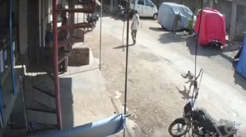 Ινδία: Ξεκαρδιστική επίθεση μαϊμούς σε ανυποψίαστο περαστικό (Video) - Media