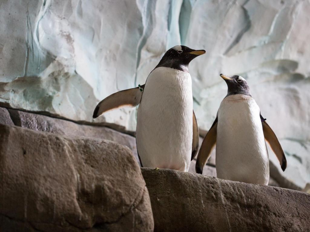 Ζευγάρι ομοφυλόφιλων πιγκουίνων μεταφέρθηκε στο Αμβούργο για να είναι για πάντα μαζί! - Media