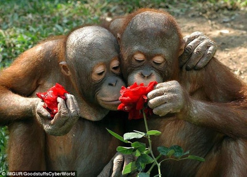Εικόνες που χαρίζουν χαμόγελα: Όταν τα ζώα μυρίζουν… λουλούδια! (Photos) - Media