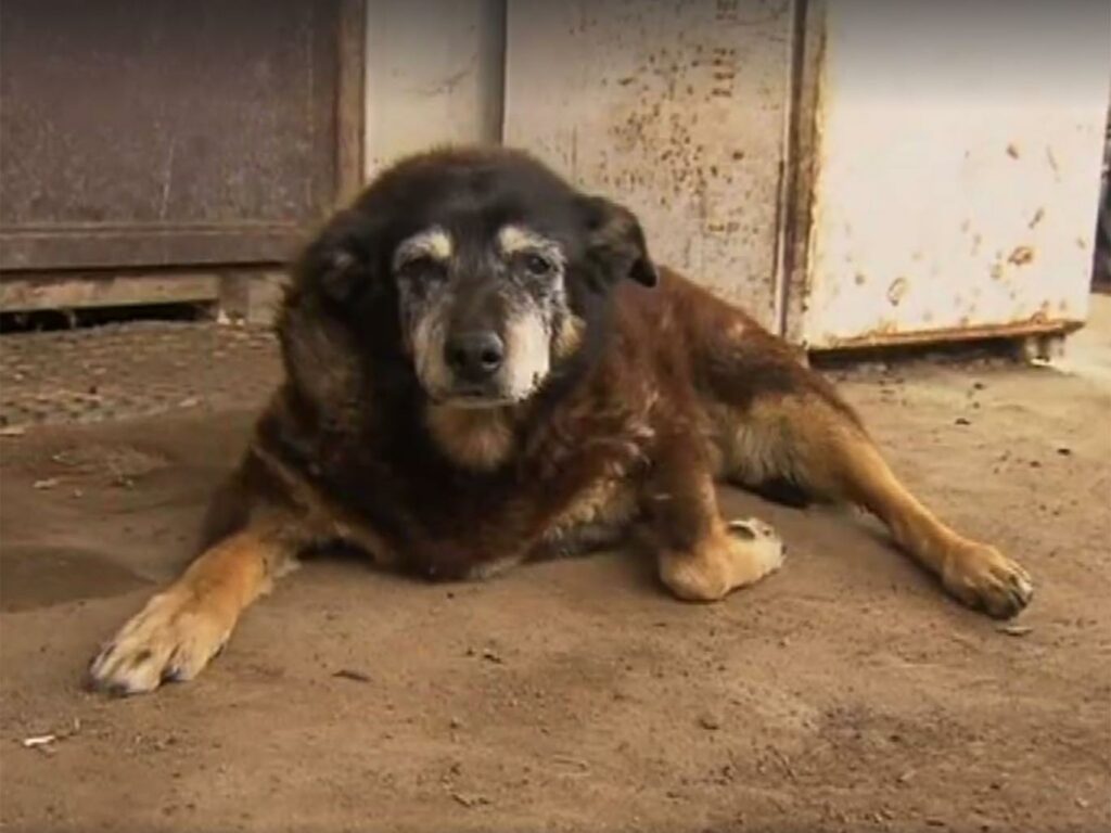 «Έφυγε» το γηραιότερο σκυλί στον κόσμο… (Video) - Media
