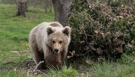 Ο ΑΡΚΤΟΥΡΟΣ επέστρεψε τον Πάτρικ στο φυσικό του περιβάλλον (Video) - Media