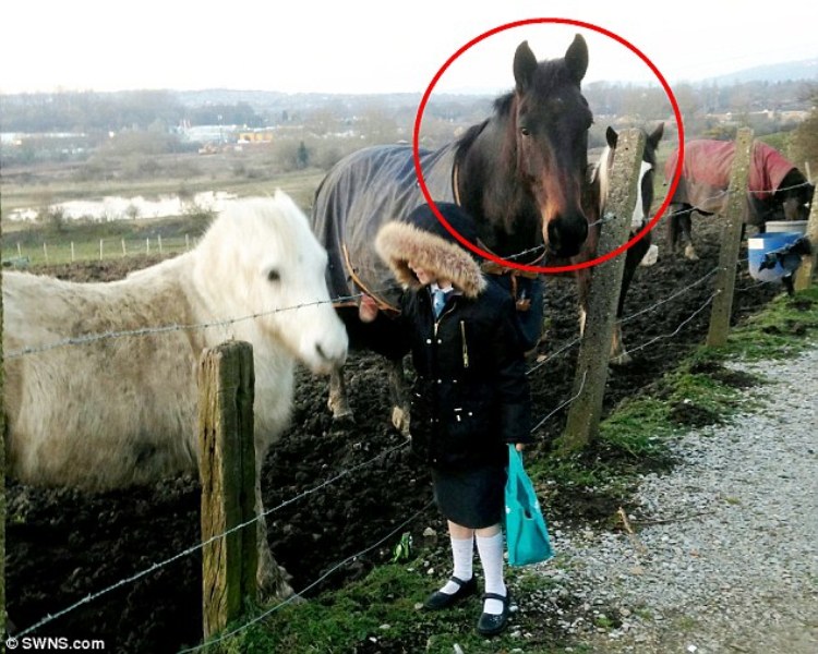 9χρονη πήγε να ταΐσει ένα άλογο στο στόμα και εκείνο της έκοψε το δάχτυλο  (Photos) - Media