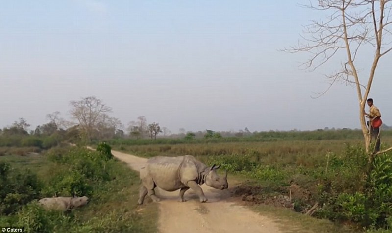 Ινδία: Ανέβηκε σε δέντρο για να γλιτώσει από ρινόκερο - Σώθηκε από τύχη - Media