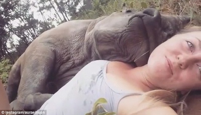Ορφανό ρινοκεράκι ξαπλώνει σαν μωρό και δέχεται τις αγκαλιές γυναίκας (Video) - Media