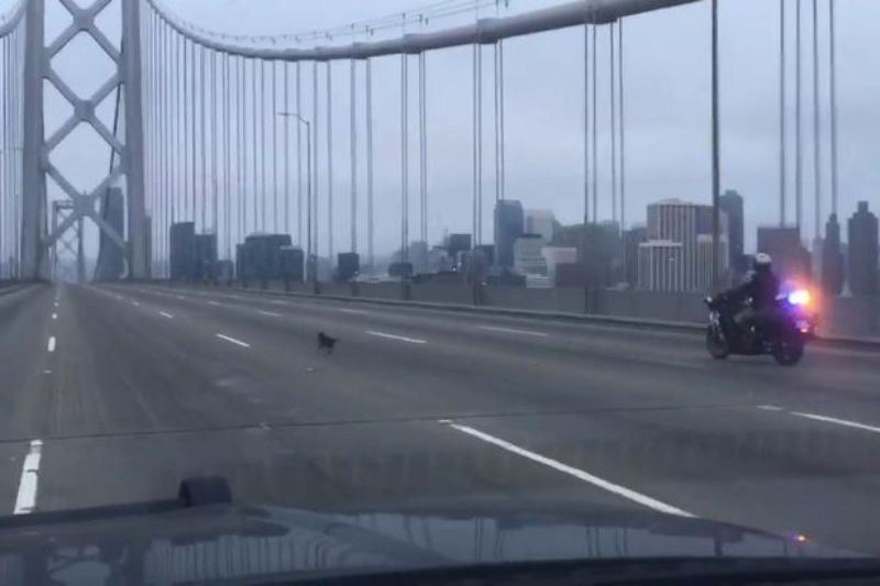 Η αστυνομία του Σαν Φρανσίσκο καταδιώκει ένα…τσιουάουα (Video) - Media