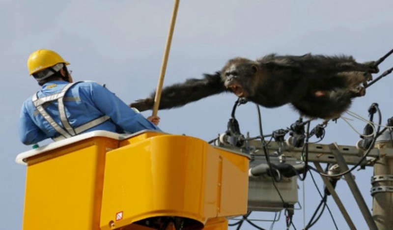 Χιμπατζής κάνει «ακροβατικά» σε ηλεκτροφόρα καλώδια (Video) - Media