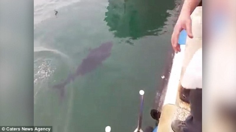 Η εκδίκηση ενός ψαριού: Γιγαντιαίος τόνος καταπίνει αμάσητο έναν γλάρο και μετά τον φτύνει (Video)  - Media