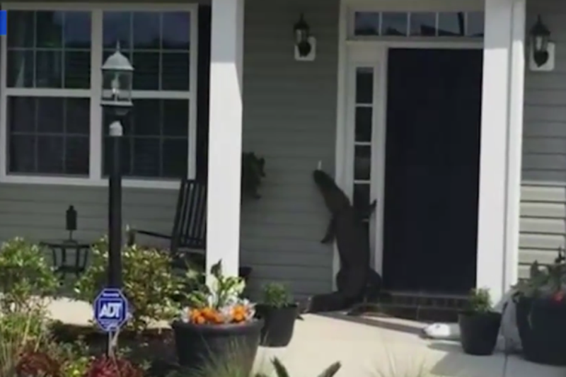 Αλιγάτορας μόνος ψάχνει τους ιδιοκτήτες του και… χτυπάει τα κουδούνια (Video) - Media
