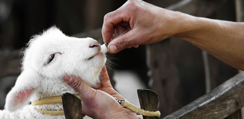 Η αλόγιστη χρήση αντιβιοτικών στα ζώα επιδεινώνει την κλιματική αλλαγή - Media
