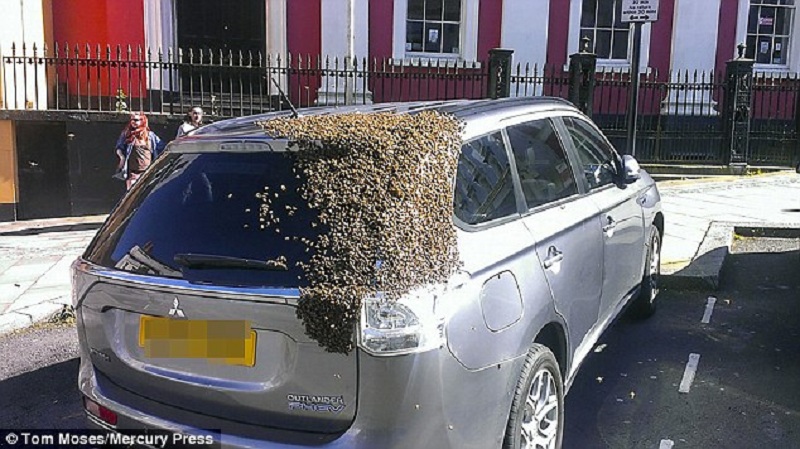 Αγριεμένο σμήνος από 20.000 μέλισσες ακολούθησε αυτοκίνητο, για να σώσει τη βασίλισσα της κυψέλης (Photos)  - Media