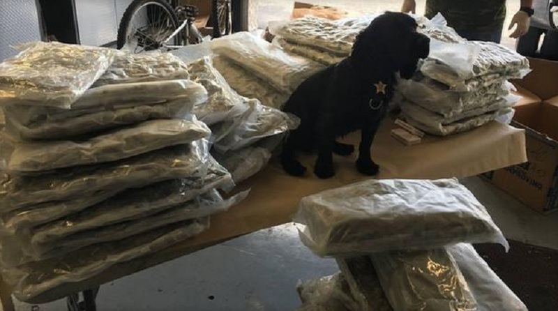 Σκύλος της αστυνομίας ανακάλυψε 72 σακούλες με ναρκωτικά - Media