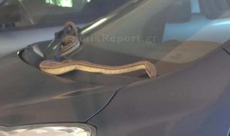 Λαμία: Τους περίμενε φίδι στο καπό του αυτοκινήτου (Photos) - Media