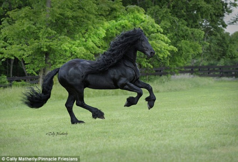 Γνωρίστε τον Φρέντερικ, το πιο όμορφο άλογο του κόσμου (Photos - Video) - Media