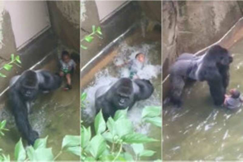 Οργή για τη θανάτωση γορίλα που έσυρε παιδάκι στο κλουβί του σε ζωολογικό κήπο (Video) - Media