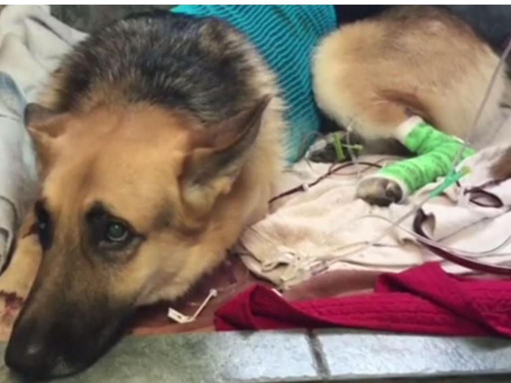 Σκύλος δέχθηκε δηλητηριώδες δάγκωμα κροταλία για να σώσει 7χρονο κοριτσάκι! (Photos) - Media
