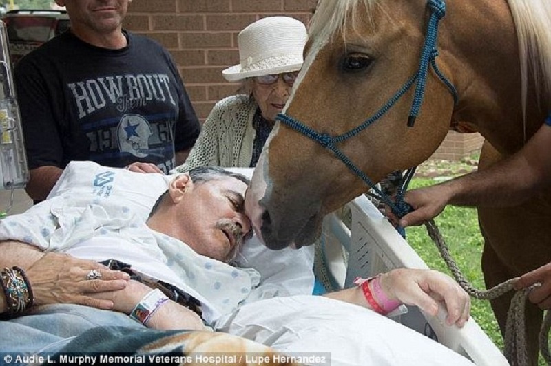 Βετεράνος πολέμου, λίγο πριν αφήσει την τελευταία του πνοή ζήτησε να αγγίξει το αγαπημένο του άλογο (Photos)  - Media