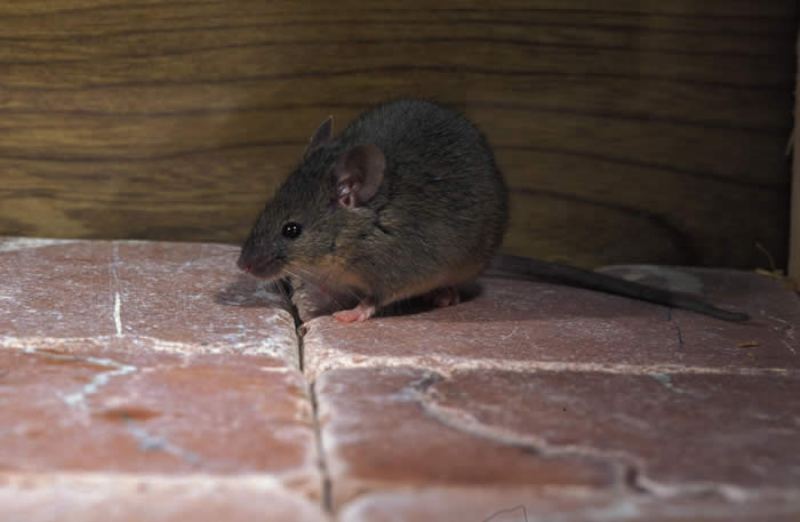 Πώς να πιάσετε τα ποντίκια στο σπίτι σας χωρίς να τα σκοτώσετε (Video) - Media