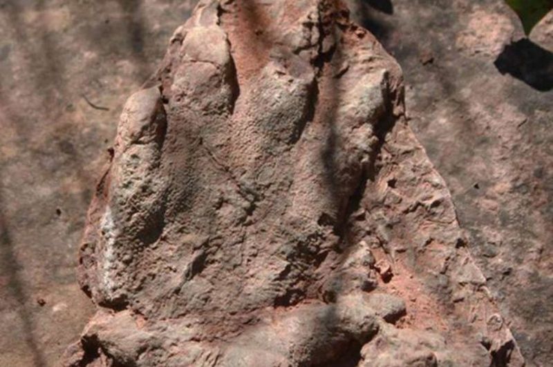 Σκόνταψε πάνω σε απολιθωμένο αποτύπωμα δεινοσαύρου 230 εκατ. ετών! (Photos) - Media