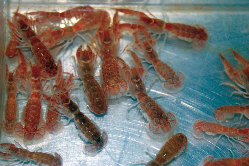 Θεσσαλονίκη: Κατασχέθηκαν 85.000 παράνομα «καραβιδάκια»  - Media