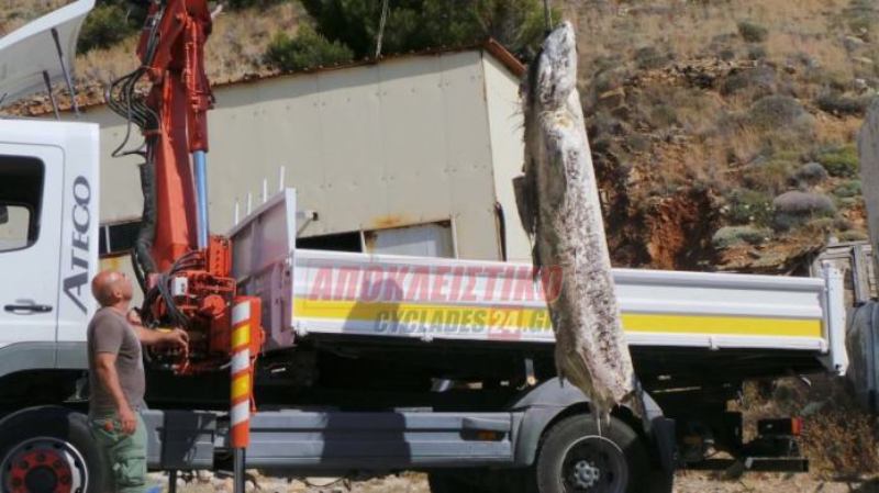 Σύρος: Κολυμπούσε και βρέθηκε «αντιμέτωπος» με καρχαρία - Media