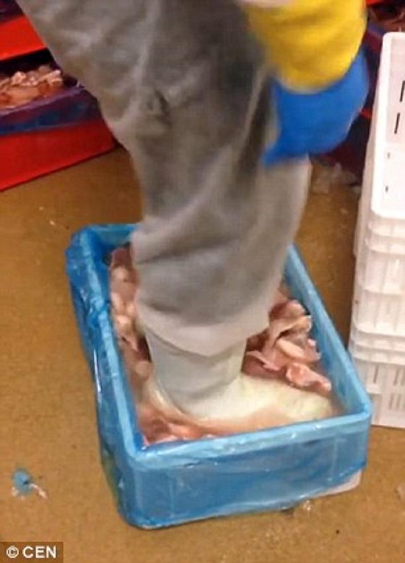 Κεφαλλονίτισσα κότα πάει για Ρεκόρ Γκίνες - Γέννησε αυγό 166 γραμμαρίων (Photos) - Media