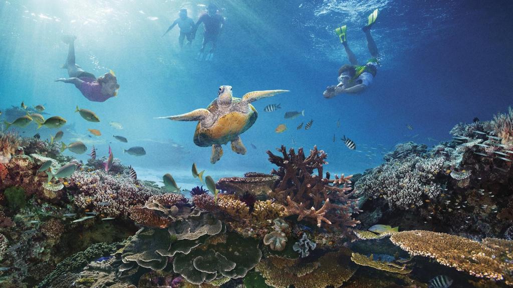 Ανησυχίες για το μέλλον του Μεγάλου Κοραλλιογενούς Υφάλου (Photos) - Media