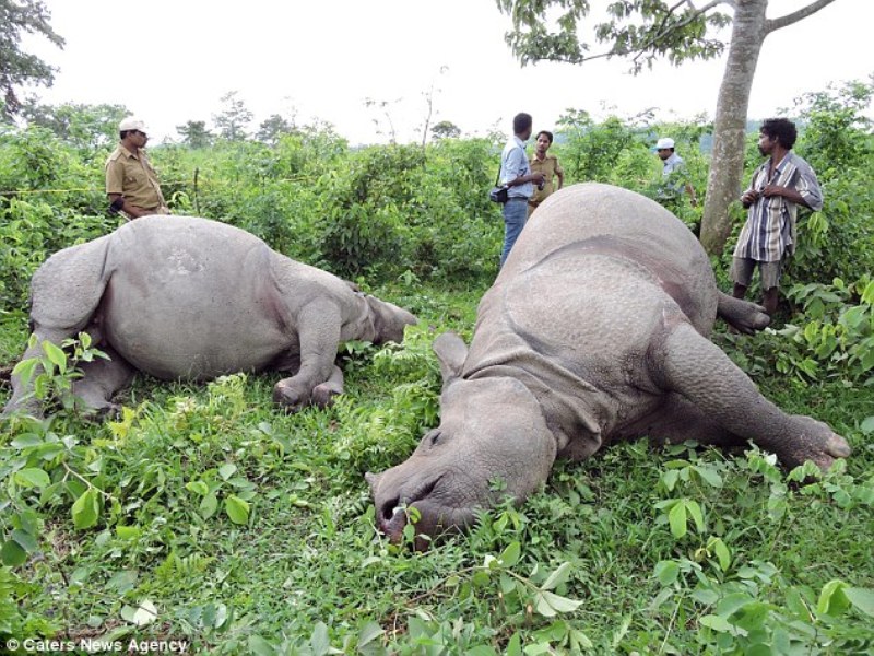 Τρεις ρινόκεροι σκοτώθηκαν από χτύπημα κεραυνού! (Photos) - Media