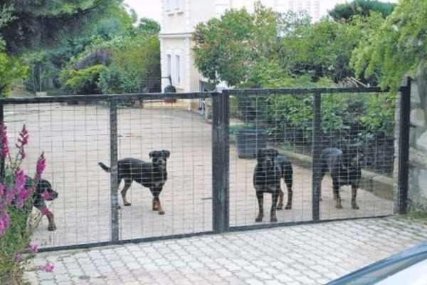 Κοζάνη: «Επικίνδυνα» χαρακτηρίστηκαν τα σκυλιά που ευθύνονται για τον θάνατο του πεντάχρονου - Media