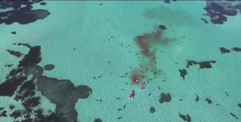 Μια φάλαινα και 70 καρχαρίες να την κατασπαράζουν (Video)  - Media