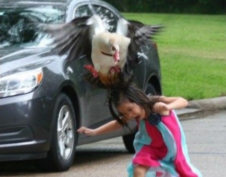 Κοριτσάκι δέχθηκε επίθεση από… χήνα (Photos) - Media