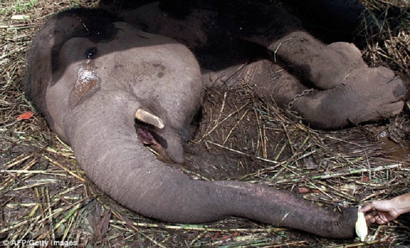 Τα πικρά δάκρυα ενός ελέφαντα,την ώρα που πεθαίνει σε έναν άθλιο ζωολογικό κήπο (Photos) - Media