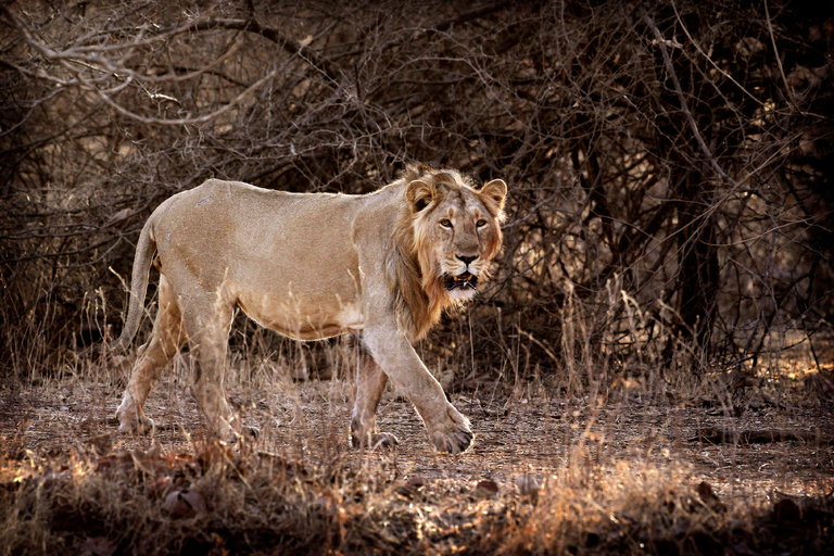 Ινδία: Καταδίκασαν σε ισόβια λιοντάρι για επίθεση σε άνθρωπο - Ελεύθερα τα υπόλοιπα μέλη της αγέλης - Media