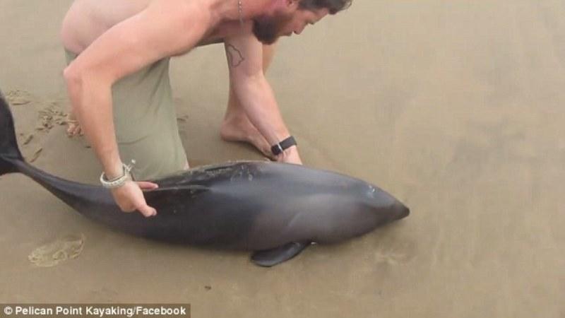 Πως έσωσε αυτός ο άνδρας το μωρό δελφίνι που βρήκε στην παραλία (Photos, Video) - Media