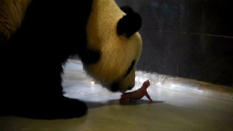 Γεννητούρια στο Μακάο: Πάντα γέννησε δίδυμα! (Photos) - Media