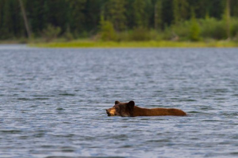 Ο καύσωνας "χτύπησε" και τα ζώα - Αρκούδα βούτηξε στη λίμνη της Καστοριάς - Media
