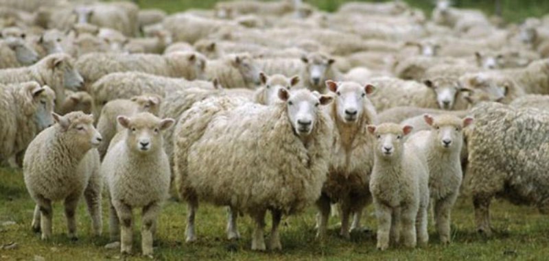Πρόβατα έφαγαν ινδική κάνναβη και «γκρέμισαν» ολόκληρο χωριό! - Media