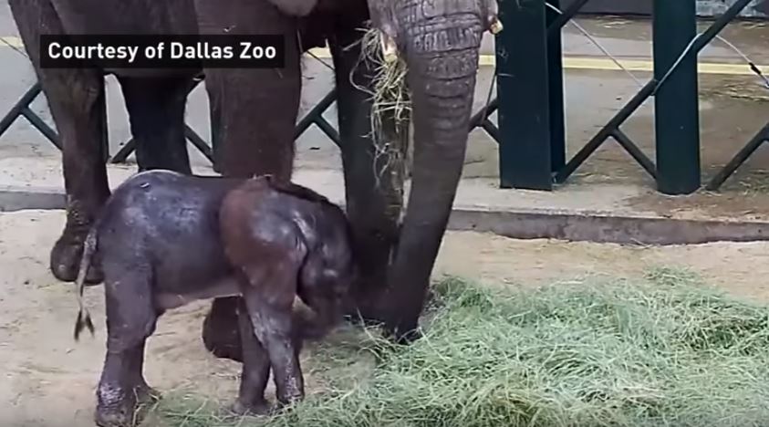 Το θαύμα της φύσης στην προβοσκίδα του …Ντάμπο (Video) - Media