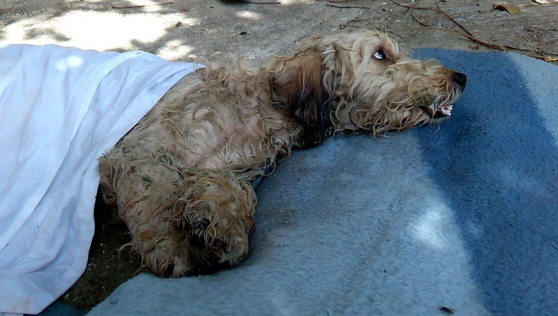 Απανθρωπιά: Στο Ηράκλειο έβαψαν με μπογιά μπλέ μια σκυλίτσα (Photos) - Media