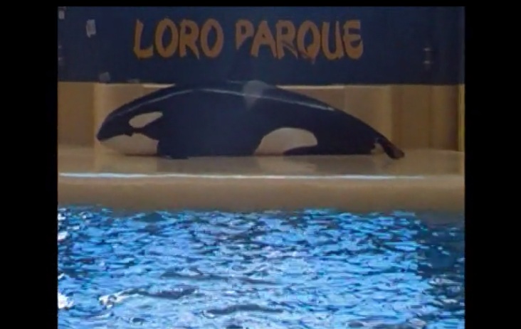 Σοκάρει η απόπειρα αυτοκτονίας μιας φάλαινας σε θαλάσσιο πάρκο (Video) - Media