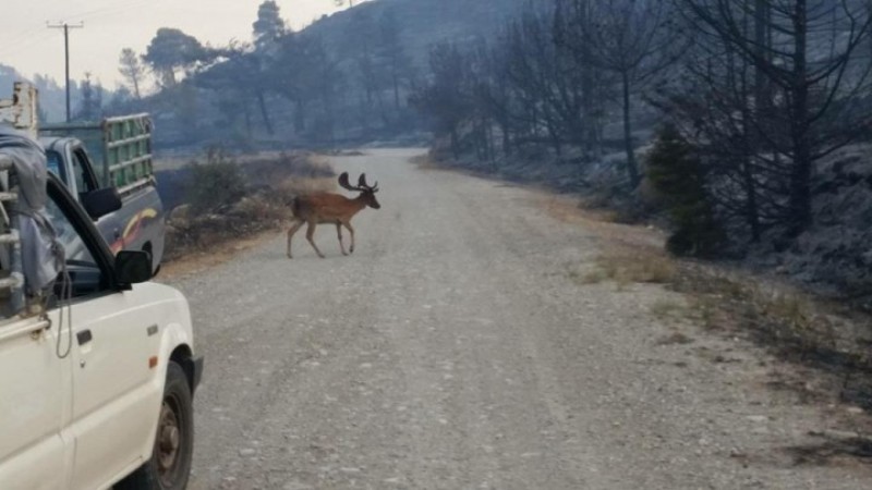 Ρόδος: Τα ελάφια σε απόγνωση αναζητούν τα... μονοπάτια στις στάχτες  - Media