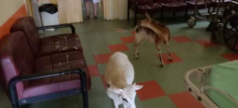 Μια κατσίκα κι ένα πρόβατο «μπούκαραν» στο νοσοκομείο Αμαλιάδας για να δροσιστούν (Photos) - Media